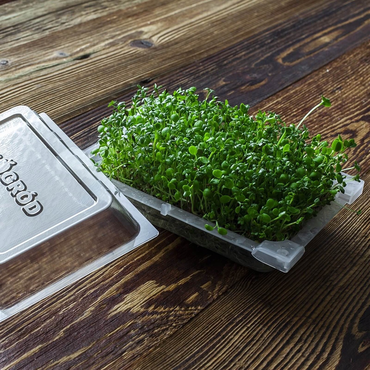 récipient germoir pour germination 18,5 x 12,5 cm megamix.sk