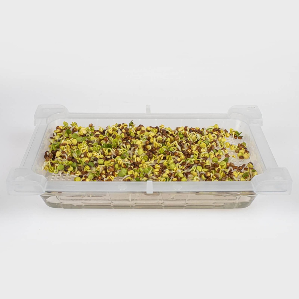récipient germoir pour germination 18,5 x 12,5 cm megamix.sk
