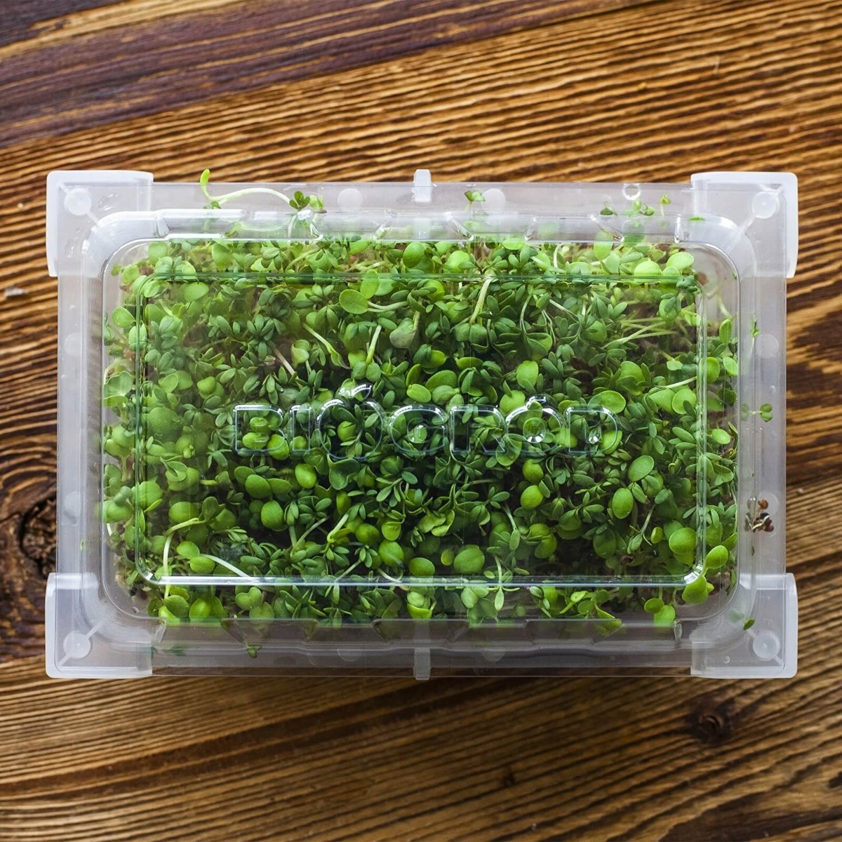 récipient germoir pour germination 18,5 x 12,5 cm megamix.sk