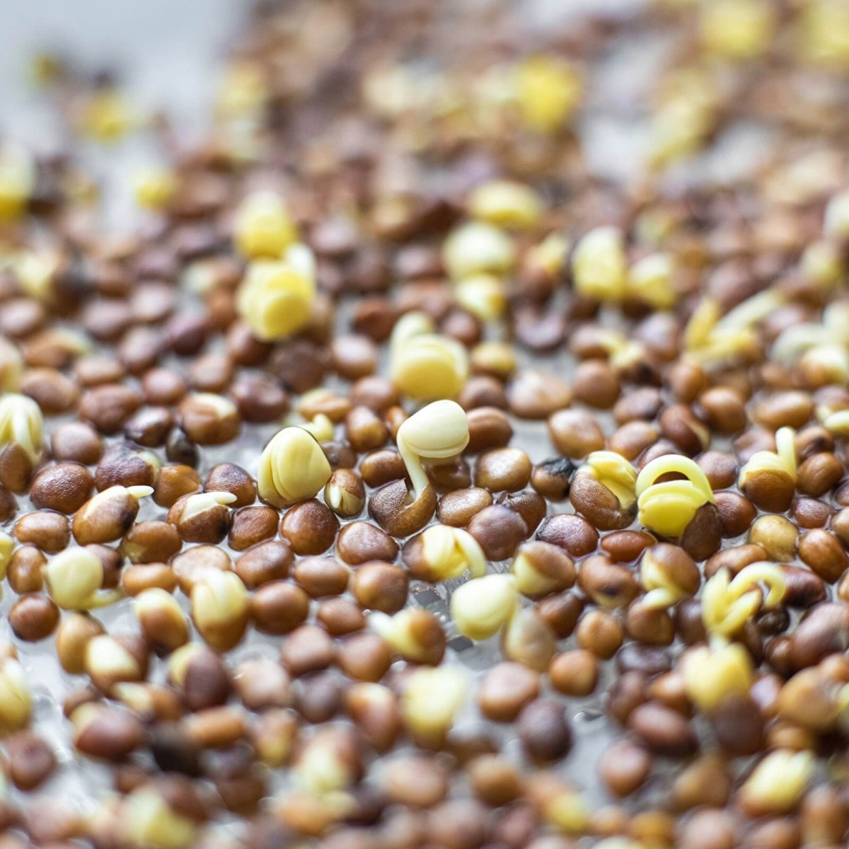 récipient germoir pour germination 18,5 x 12,5 cm megamix.sk