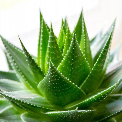 oreiller orthopédique thermoplastique ALOES 40x60cm anti-allergique blanc megamix.sk