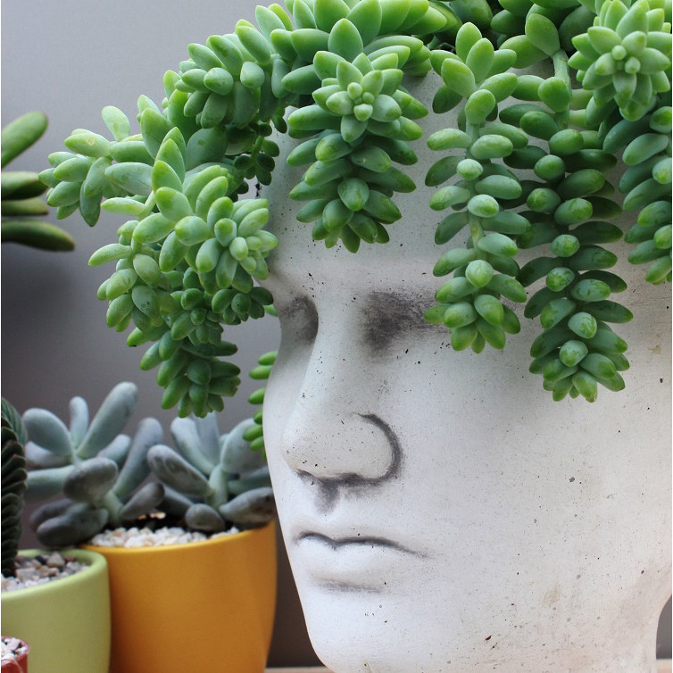 Sedum Buritto plante en pot à tresses suspendues succulente megamix.sk
