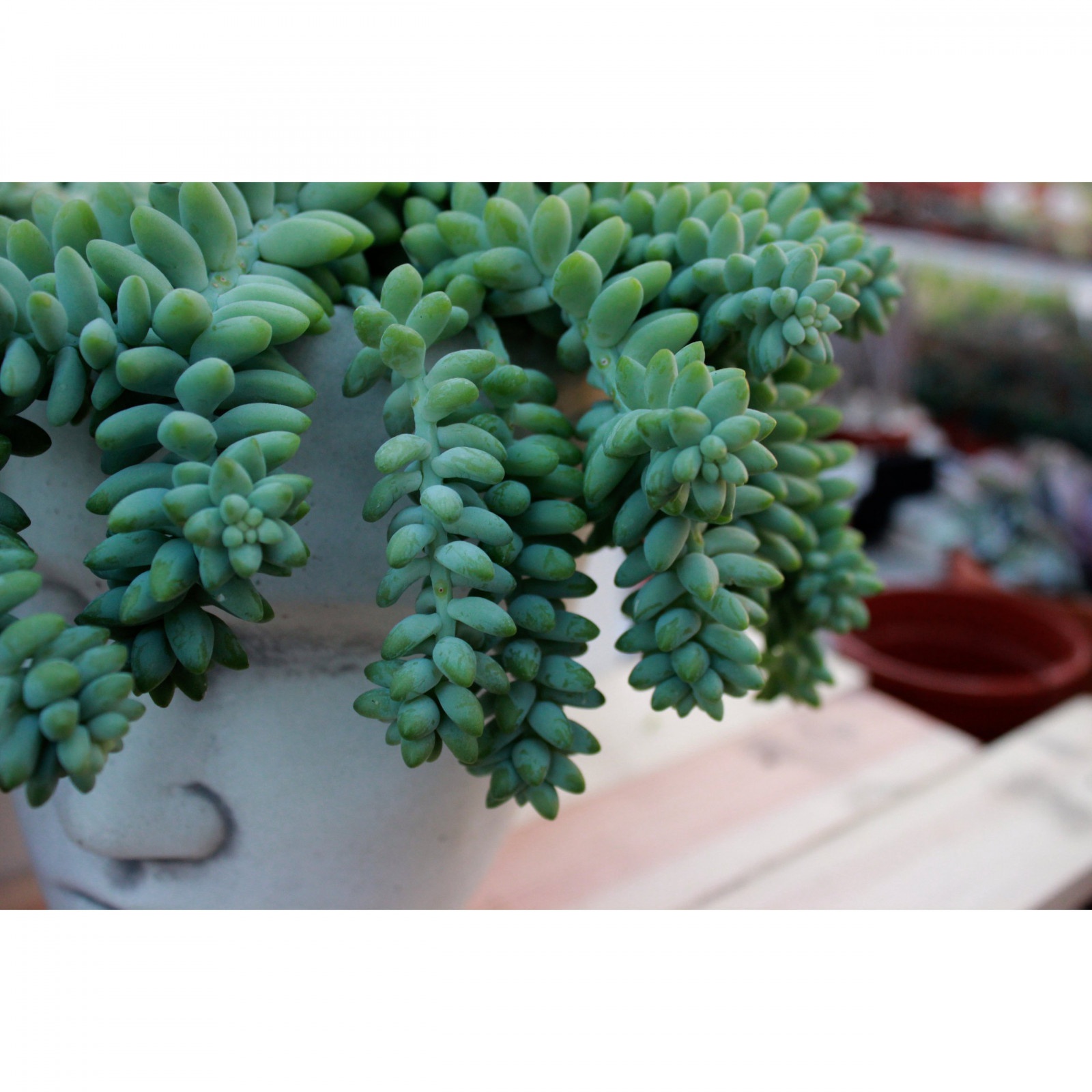 Sedum Buritto plante en pot à tresses suspendues succulente megamix.sk