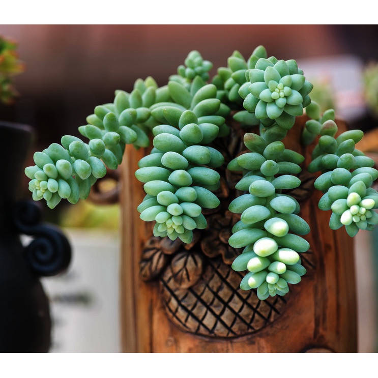 Sedum Buritto plante en pot à tresses suspendues succulente megamix.sk