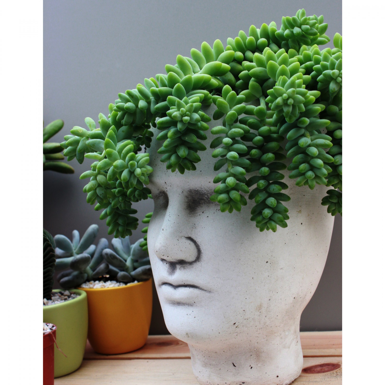 Sedum Buritto plante en pot à tresses suspendues succulente megamix.sk