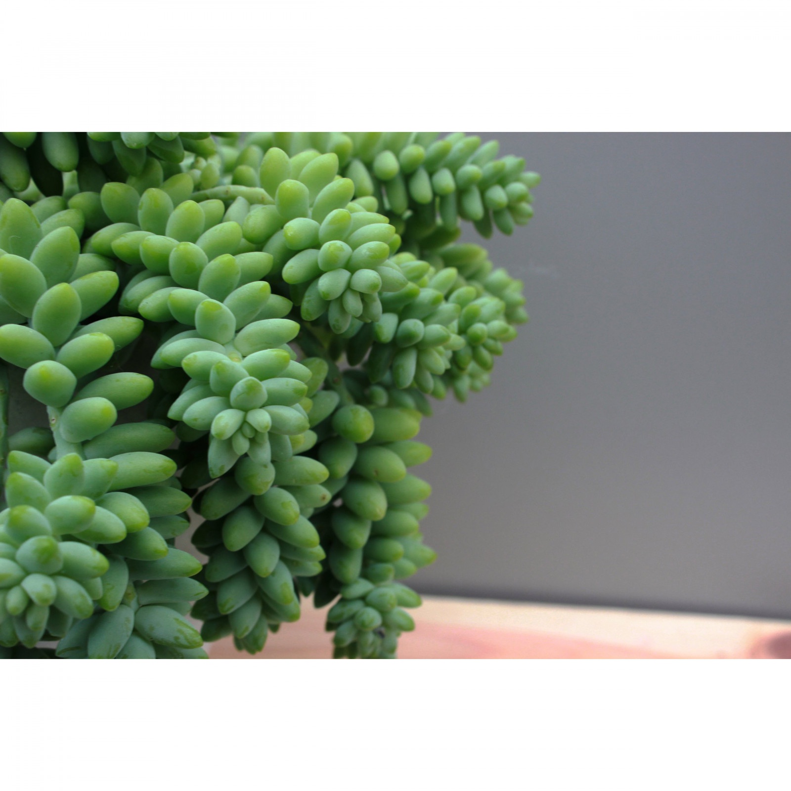 Sedum Buritto plante en pot à tresses suspendues succulente megamix.sk