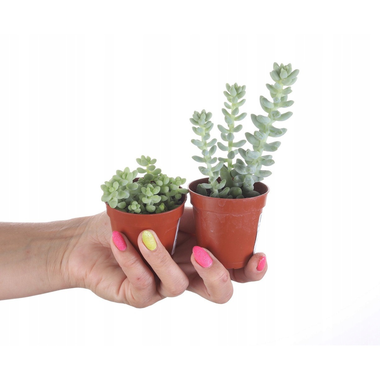 Sedum Buritto plante en pot à tresses suspendues succulente megamix.sk