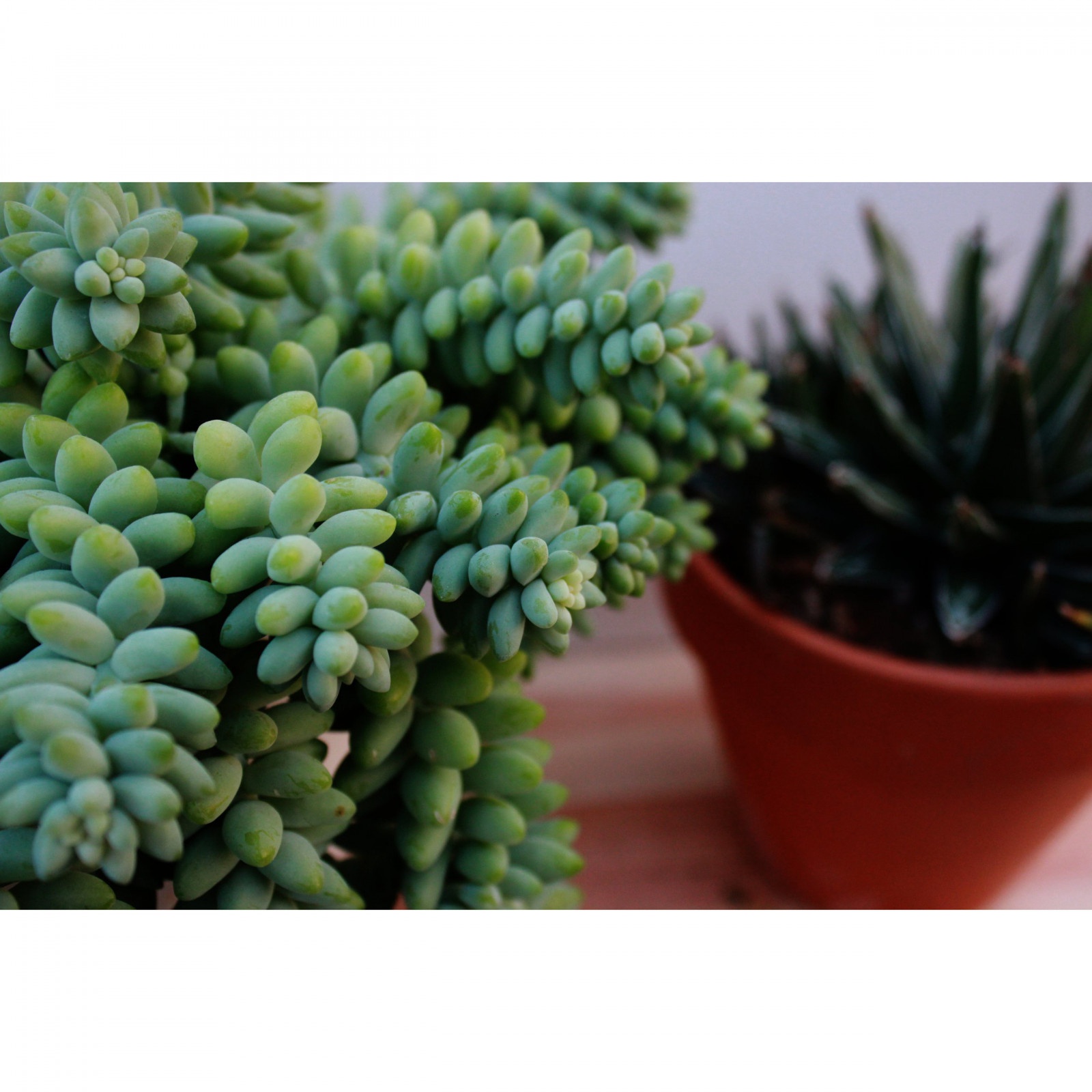 Sedum Buritto plante en pot à tresses suspendues succulente megamix.sk