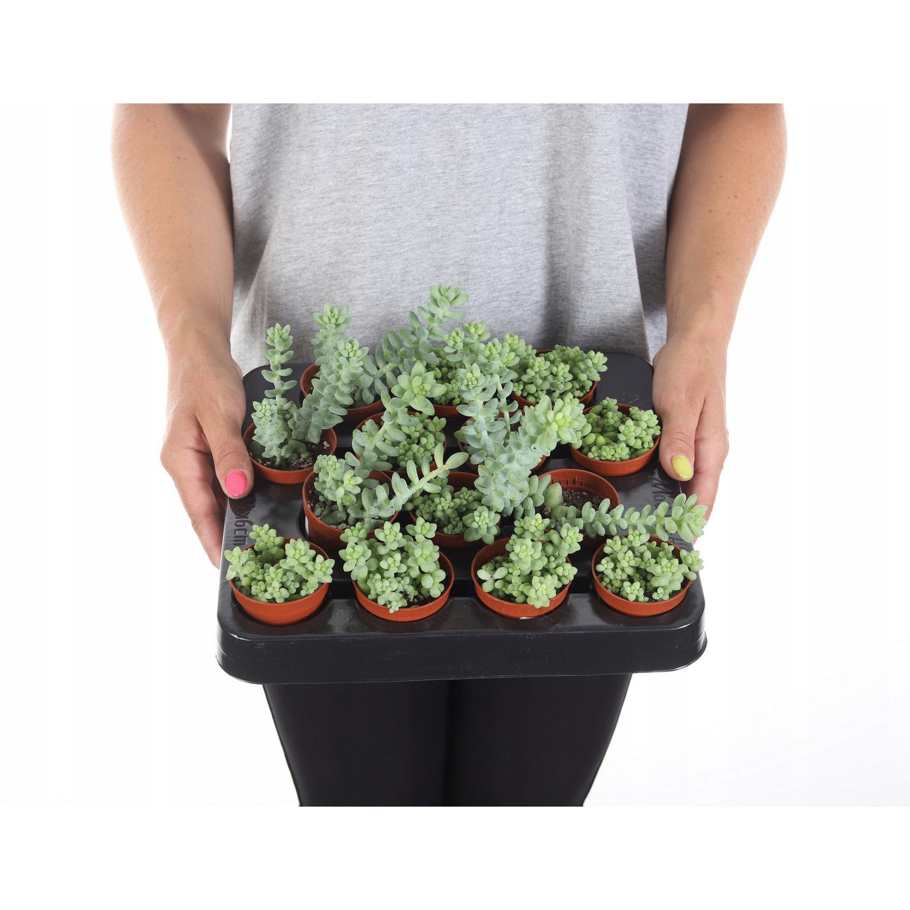 Sedum Buritto plante en pot à tresses suspendues succulente megamix.sk