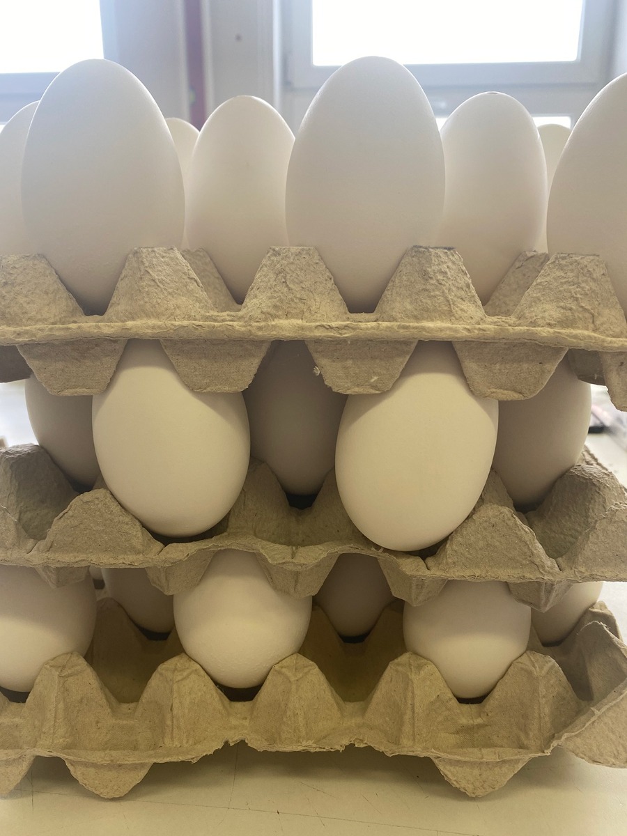coquilles d'œufs d'oie soufflées pour la décoration œufs de Pâques kraslice megamix.sk